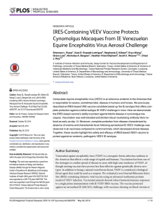 IRES-Containing VEEV Vaccine Protects Cynomolgus