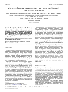 Microautophagy and macropexophagy may occur simultaneously in