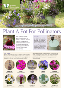 Plant A Pot For Pollinators