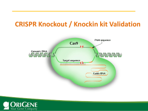 CRISPR Knockout / Knockin kit Validation