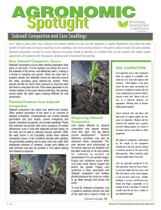 Sidewall Compaction and Corn Seedlings