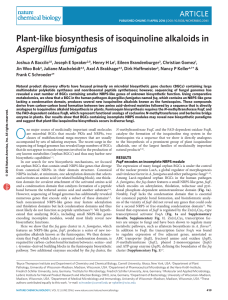 Plant-like biosynthesis of isoquinoline alkaloids in Aspergillus