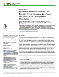 Qualitative Dynamical Modelling Can Formally Explain Mesoderm