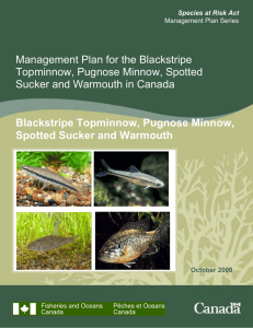 Management Plan for the Blackstripe Topminnow, Pugnose Minnow