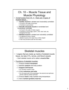Ch. 10 – Muscle Tissue and Muscle Physiology Skeletal muscles