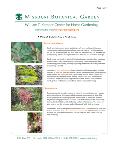 A Visual Guide: Rose Problems - Missouri Botanical...A Visual Guide