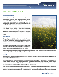 mustard production