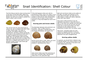 Snail Identification: Shell Colour
