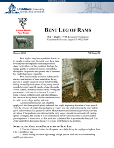 Bent Leg of Rams - Utah State University Extension