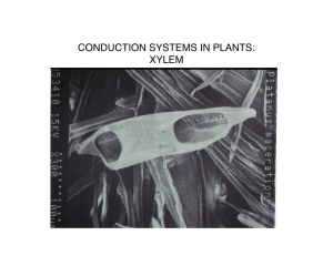CONDUCTION SYSTEMS IN PLANTS: XYLEM