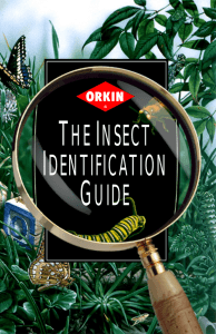 Orkin - Insect Identification Guide