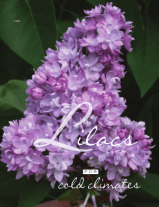 Lilacs for Cold Climates - The Learning Store