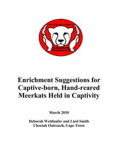 Enrichment Suggestions for Captive-born, Hand