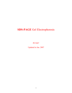 SDS-PAGE Gel Electrophoresis