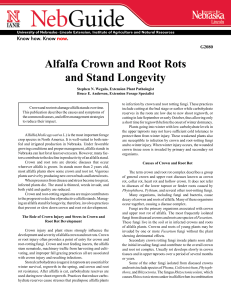 Alfalfa Crown and Root Rots and Stand Longevity