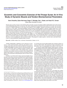 Eccentric and Concentric Exercise of the Triceps Surae: An In Vivo
