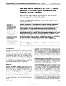 Mycobacterium elephantis sp. nov., a rapidly growing non