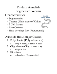 Phylum Annelida Segmented Worms Characteristics