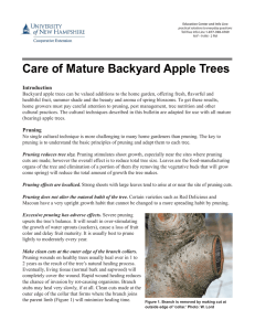 Care of the Backyard Apple Tree