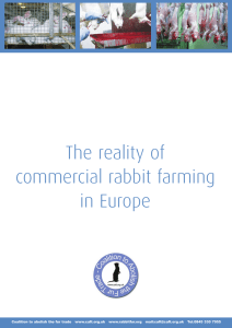 The reality of commercial rabbit farming in Europe
