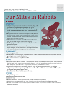 Fur Mites in Rabbits - Sawnee Animal Clinic