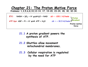 Chapter 21: The Proton Motive Force