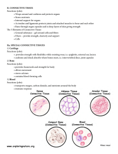 II. CONNECTIVE TISSUE Functions (jobs): • Wraps around and