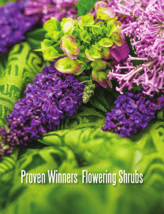 Flowering Shrubs