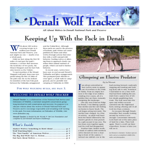 About Wolves in Denali National Park and