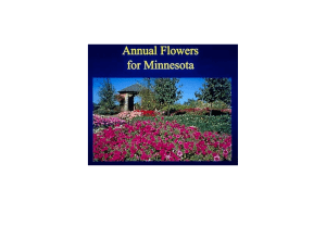 Annual Flowers for Minnesota - University of Minnesota Extension