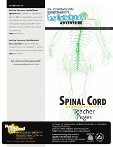 SPINAL CORD