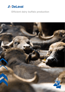 Dairy buffalo production