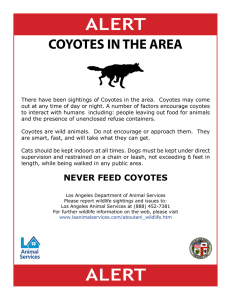 Coyote Alert - Beachwood Canyon Neighborhood Association