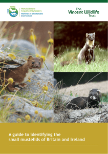 mustelids - The Vincent Wildlife Trust
