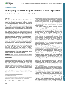 Slow-cycling stem cells in hydra contribute to head