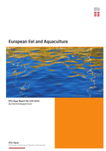 European Eel and Aquaculture
