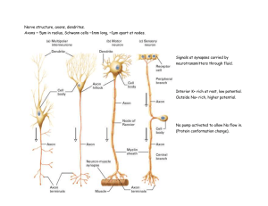 Nerve structure, axons, dendrites. Axons ~ 5μm in radius, Schwann