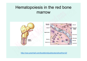 Hematopoiesis in the red bone marrow