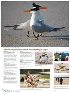 Introduction: Of the 23 shore-dependent birds listed in Florida`s