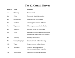 The 12 Cranial Nerves - Moebius Syndrome Foundation