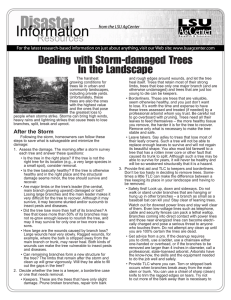 Dealing with Storm-damaged Trees In the Landscape