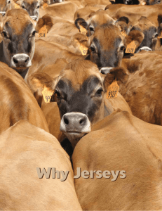Why Jerseys - American Jersey Cattle Association