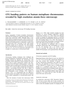 GTG banding pattern on human metaphase