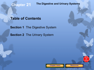 digestive system - Huntington Catholic School