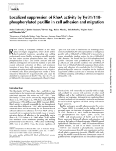 phosphorylated paxillin in cell adhesion and migration