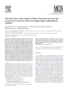 Neuronal nitric oxide synthase (NOS