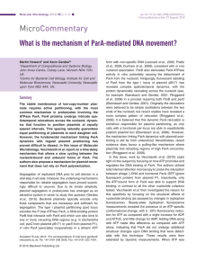 What is the mechanism of ParAmediated DNA movement?