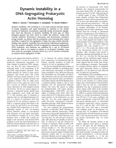 Dynamic Instability in a DNA-Segregating Prokaryotic Actin Homolog