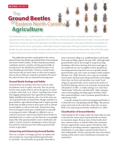 Ground Beetles Agriculture