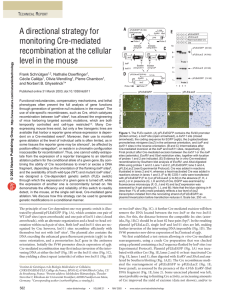 A directional strategy for monitoring Cre - Stem